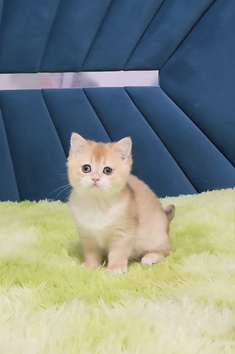 Шотландський хлопчик золота шиншила