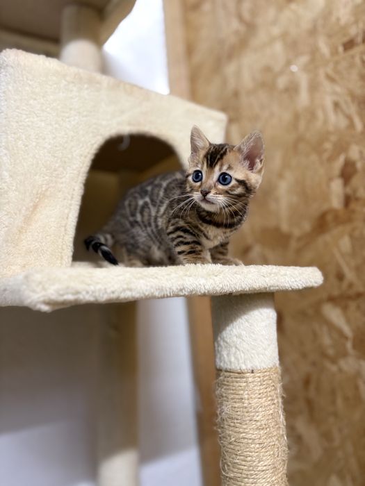 Bengal kitten c/Pedigree e Afixo