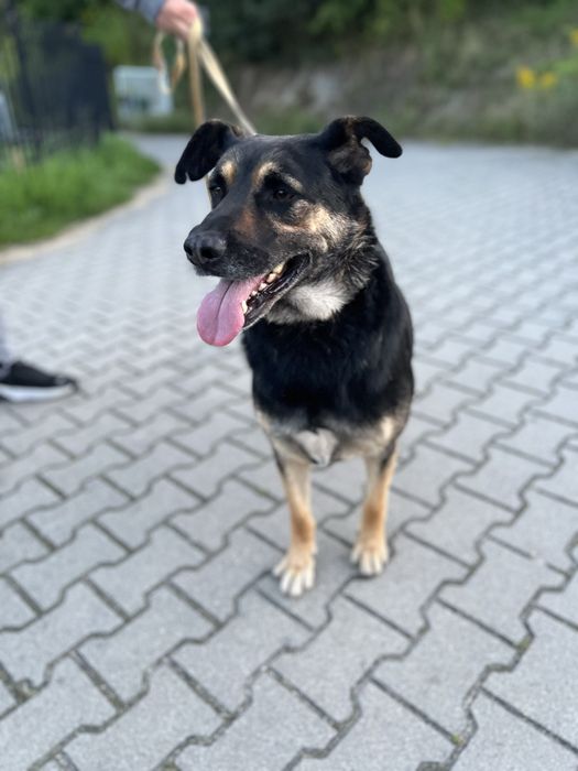 Przedstawiamy Boryska — psa o wielkim sercu.