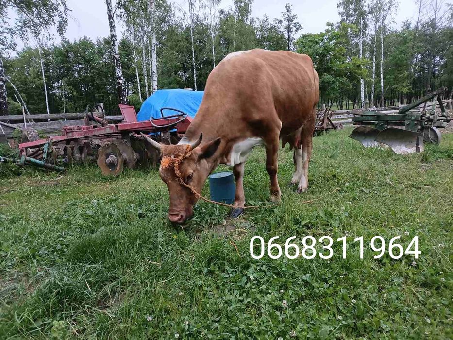 Продається корова