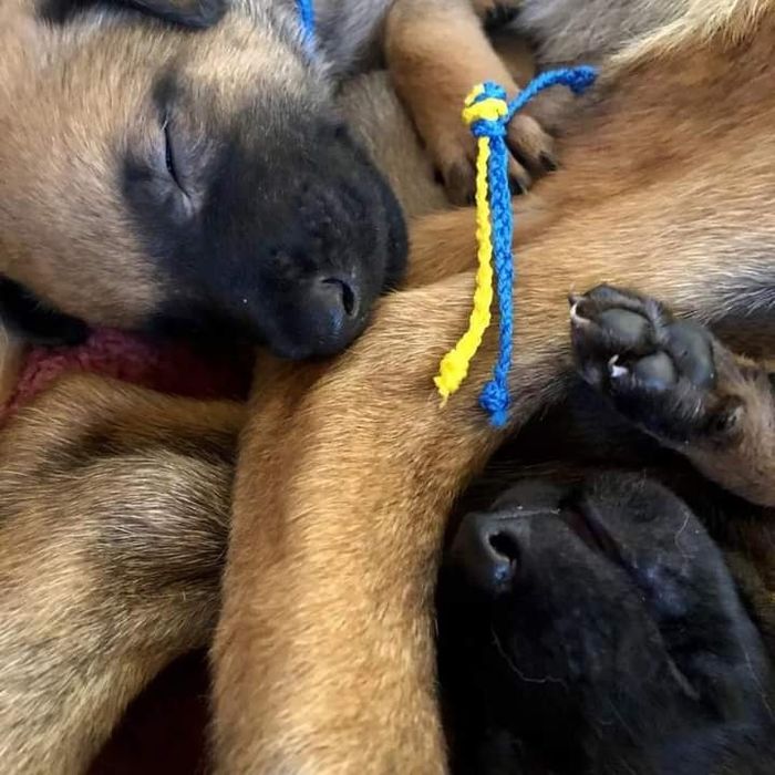 Питомник. Малинуа. Немецкая овчарка