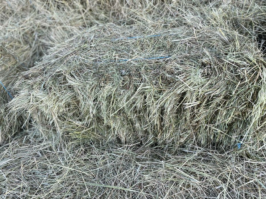 Сіно лугове укос 2026