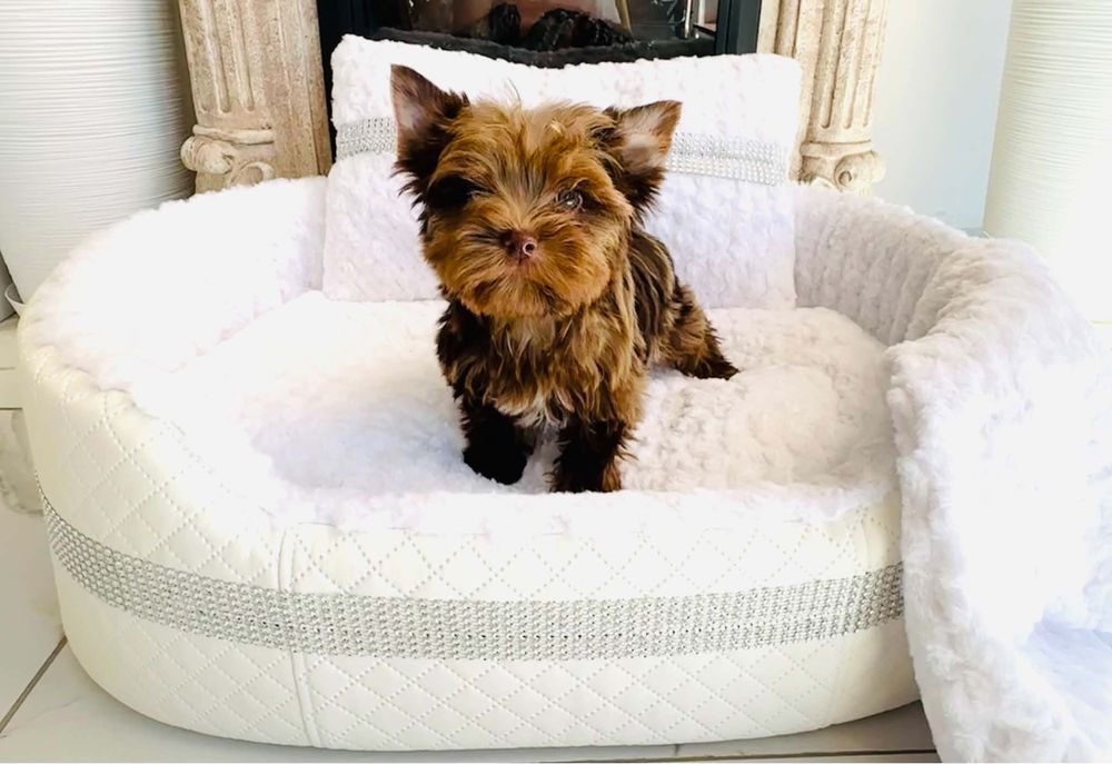 York shire terrier choco merle piesek