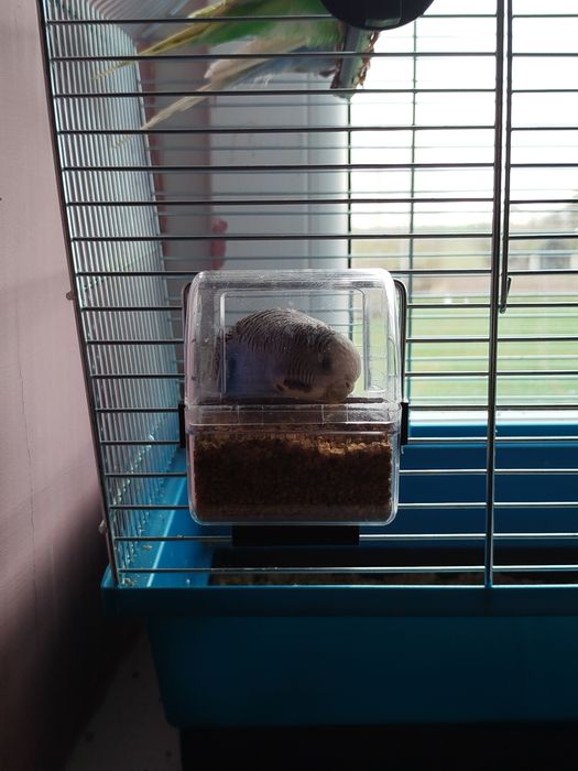 Papużki papugi faliste