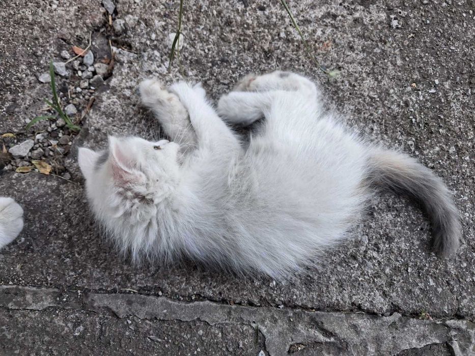 Кошенята в добрі руки