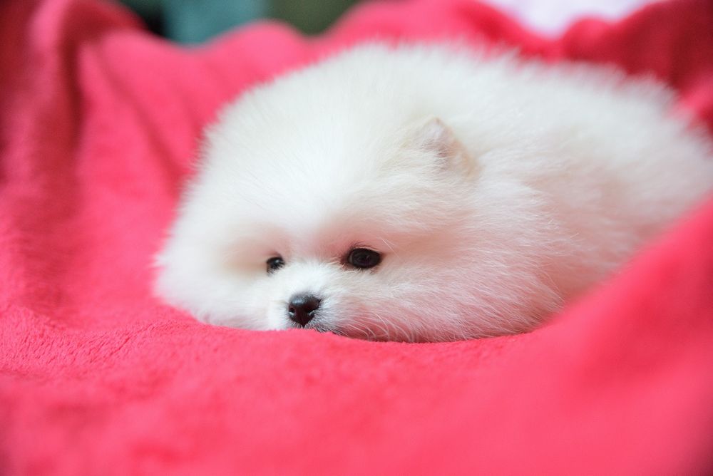 Pomeranian mini sunia kremowa  Klara
