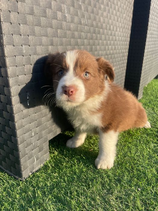 Border collie 2 meses