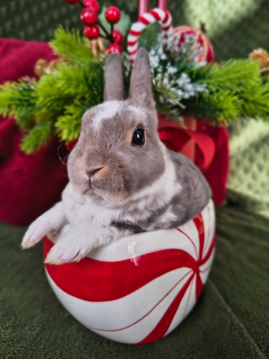 Karzełek rex samczyki i samiczka