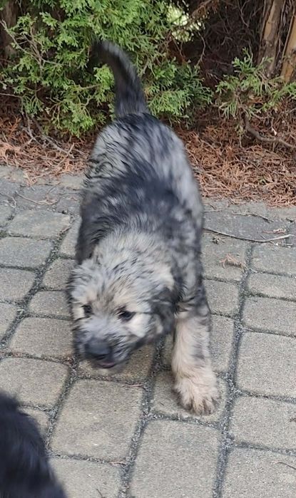 Oddam za darmo pieski