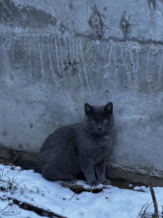 Кошенята, котик сірий