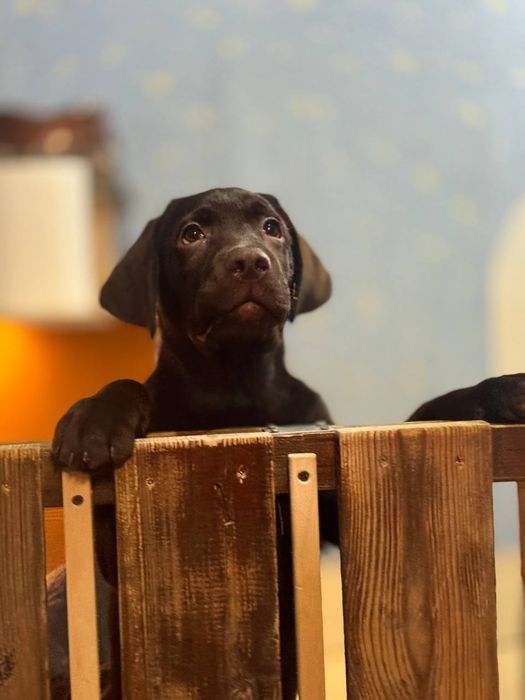 Цуценята лабрадор ретрівер