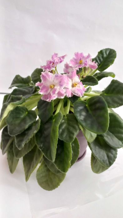 Фіалка сенполія кімнатна рослина