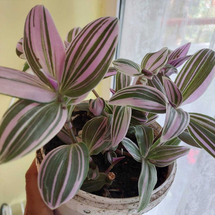 Продам традисканцію рожеву