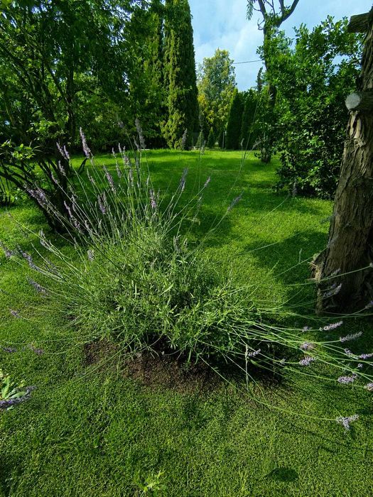 Ogródek działkowy
