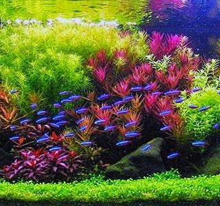 Аквариумные растения разных цветов