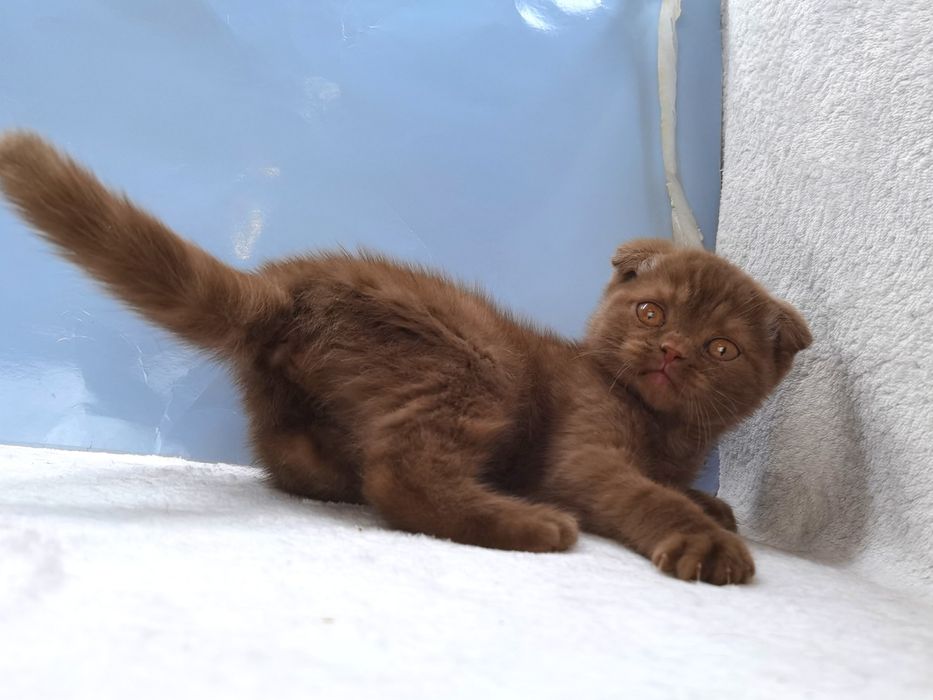 Цинамонове висловухе кошеня з документами клубу