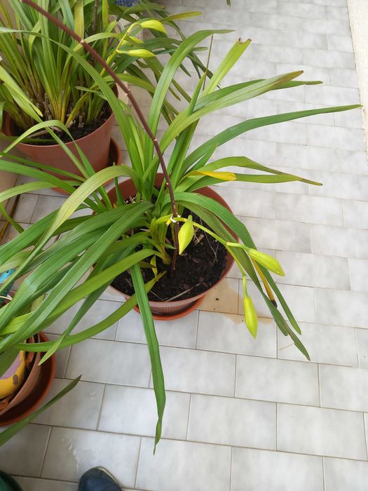 Vasos Orquideas amarelas