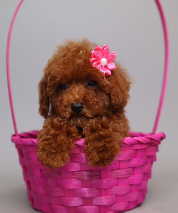 Дівчинка манюнька рад браун