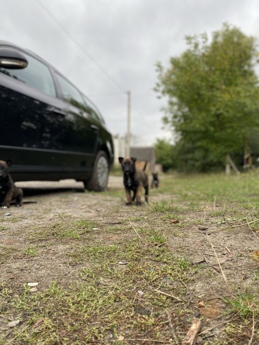 Цуценята бельгійської вівчарки