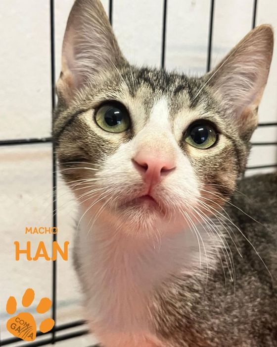 Han, procura uma família para a vida