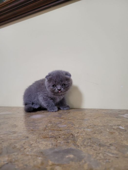 Scottish fold de boa linhagem