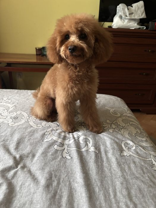 Вязка той-пудель (карликовый)