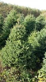 Choinki z własnej plantacji