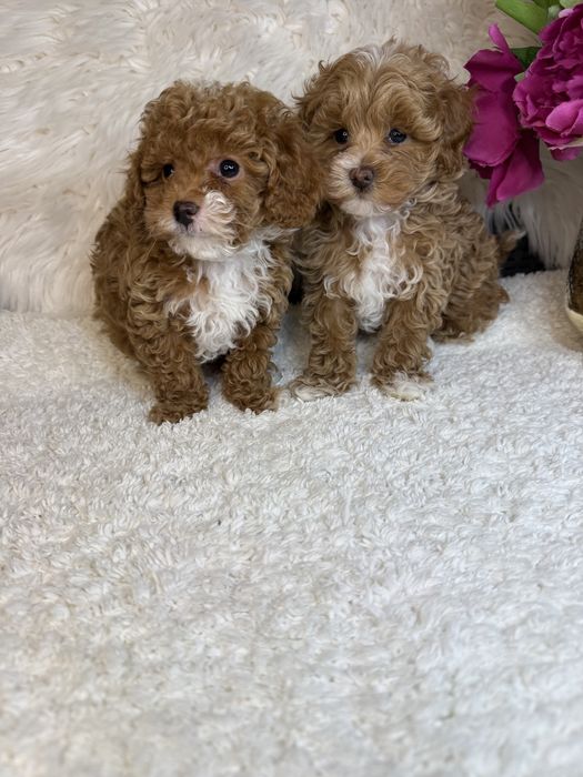 Найкрасивіші мальтипу