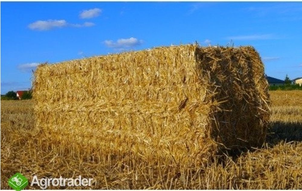 Słoma Duża Największa Kostka 500kg+ sztuka 1000szt Transport