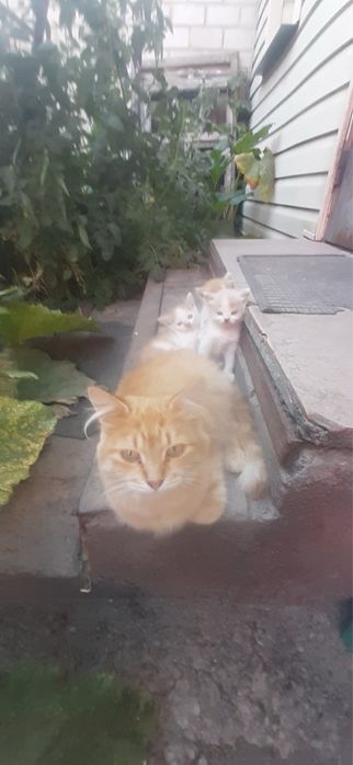 Маленькі котики