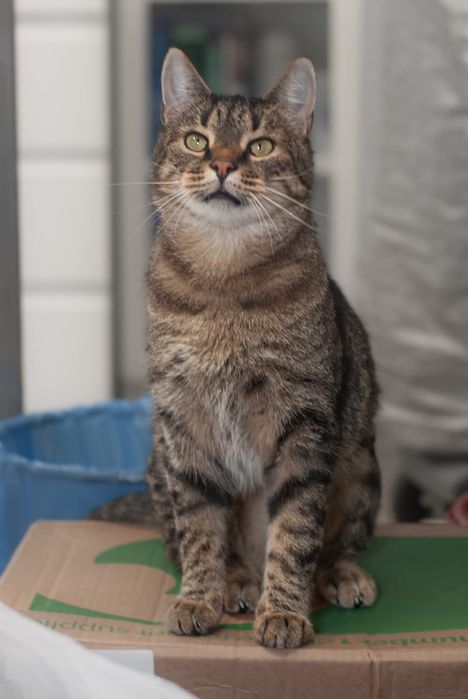 Kwiatek - towarzyski kotek szuka domu