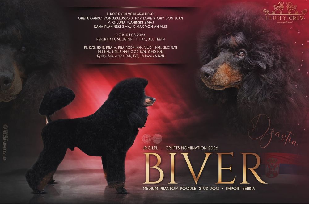 Pudel średni wielobarwny Phantom ZKwP / FCI Wrocław Psie Pole • OLX.pl