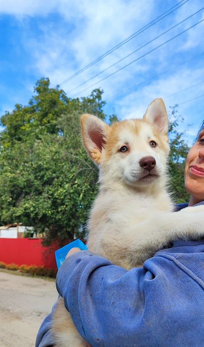 Кукляшні активні хаскі