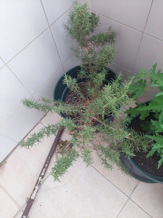 Alecrim (Salvia rosmarinus)