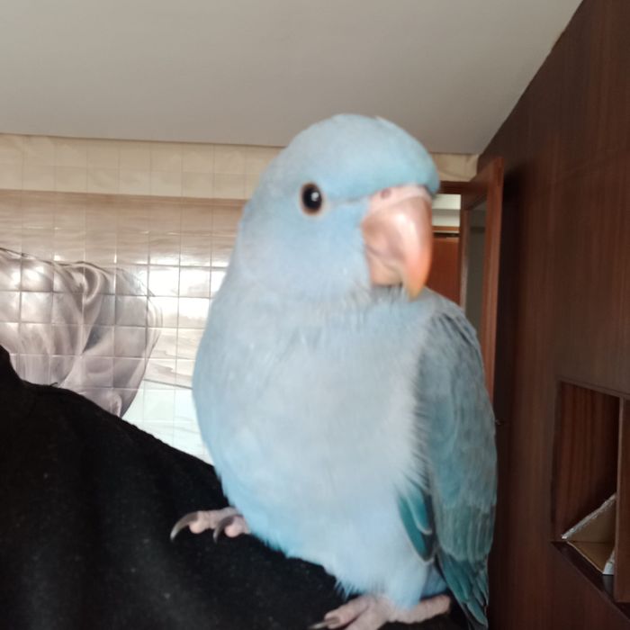 Ring Neck AZUIS E AMARELOS Muito Meigo