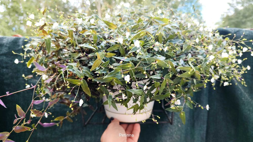 Piękna, gęsta trzykrotka – kwitnąca białymi kwiatkami, duża i zdrowa.