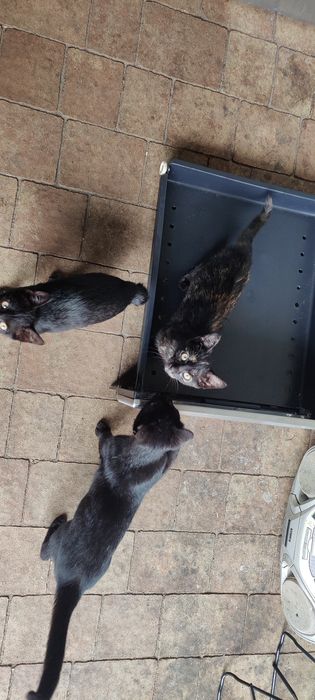 Oddam koty    za darmo