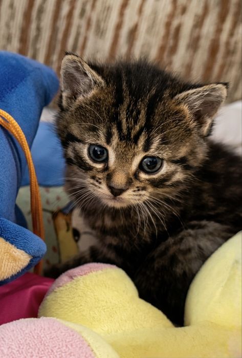 Віддам в добрі руки. Котенята шукають люблячих господарів