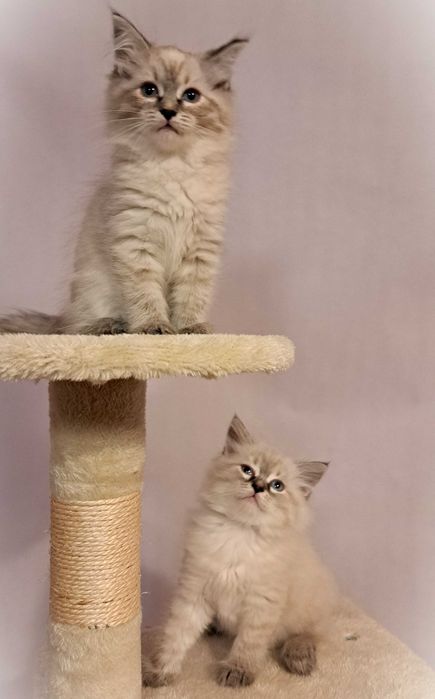 Kocurek Neva Masquerade – jasnoszary Płatek