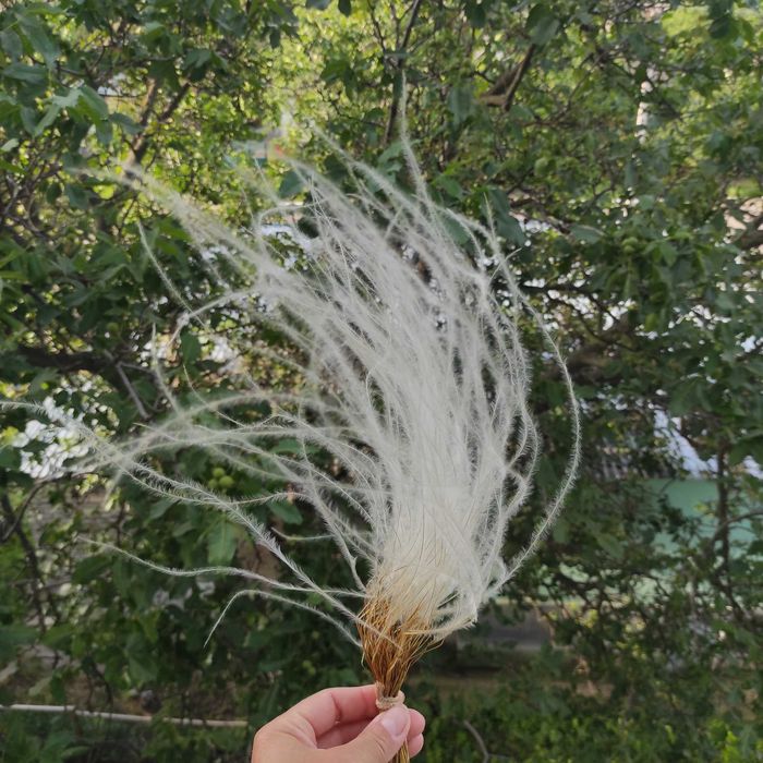 Ostnica stipa suszona dla bukietów