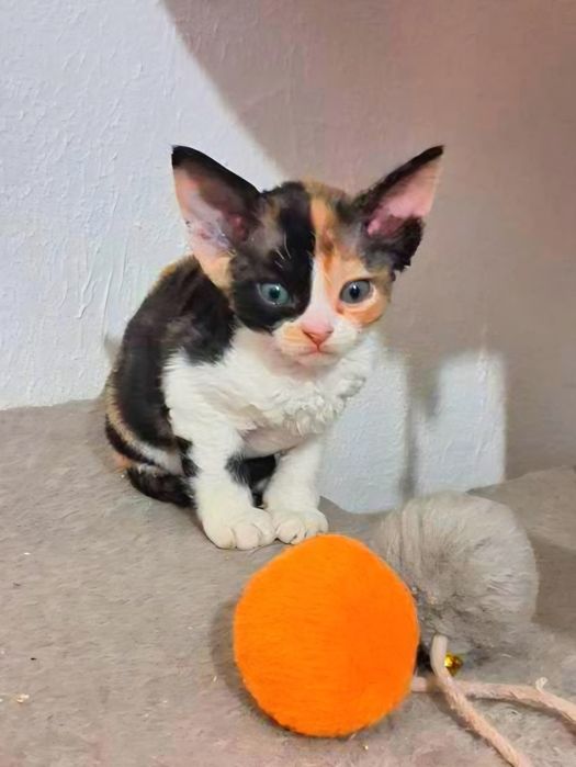 Koteczka Devon Rex