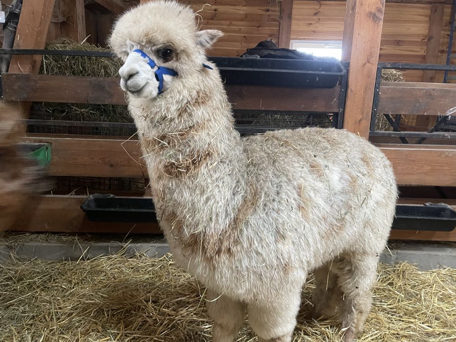 Alpaki samiczki i samce Appaloosa i Grey