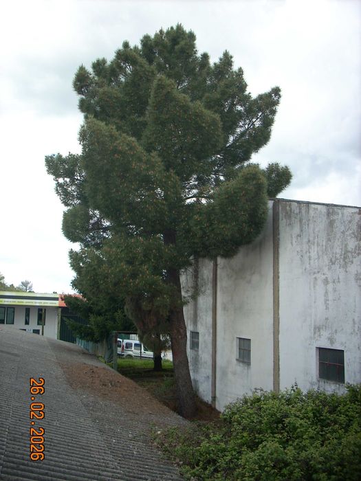 cortador podador de árvores
