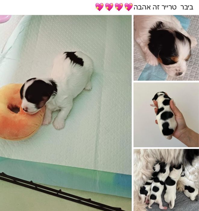 Бівер Йорк найгарніший тато для ваших майбутніх малюків