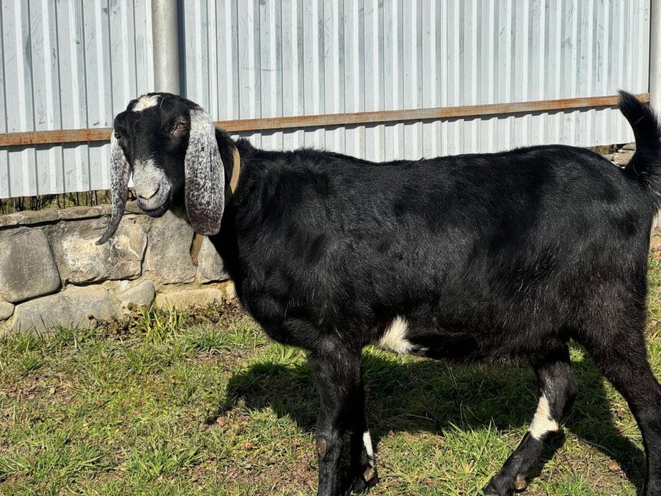Англонубійські кози 100% чиста лінія