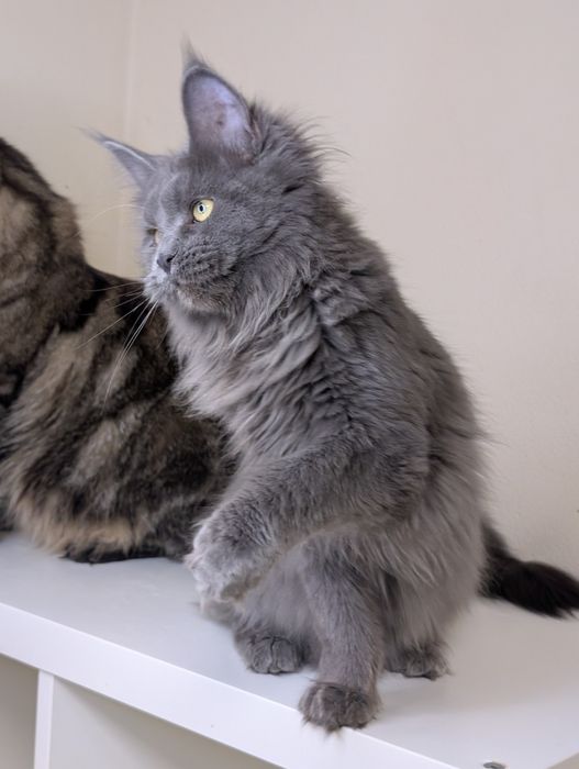 ELSA niebieska kotka Maine Coon. Zapraszamy