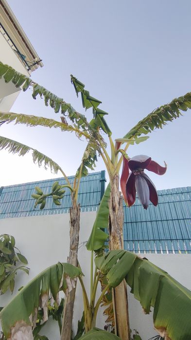 Bananeiras (tipo Palmeira) em Vaso