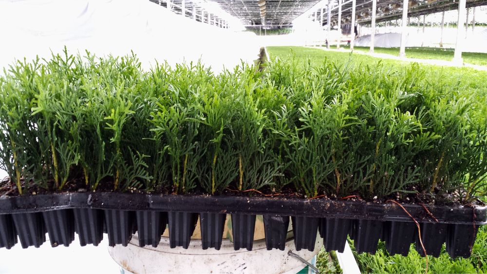 Sadzonki szmaragd multiplat holandia WIOSNA 2026