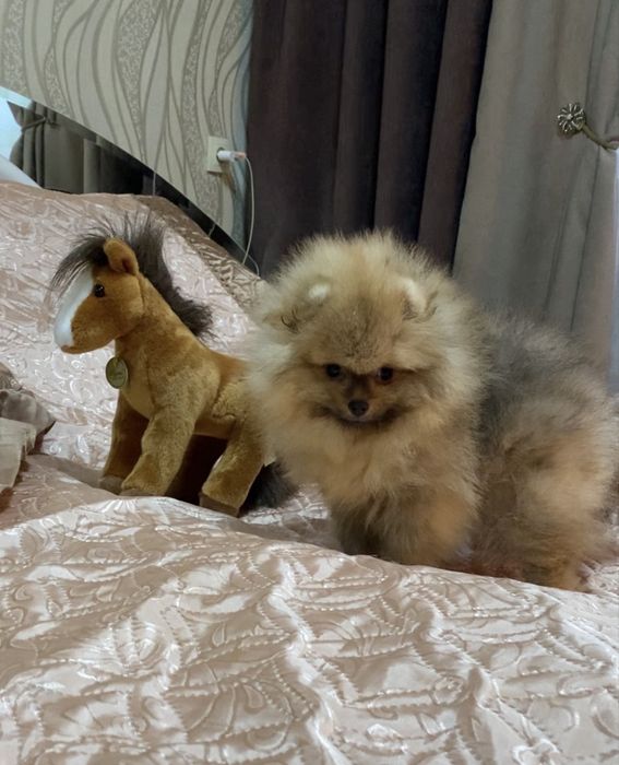 Пухнастий хлопчик померанець