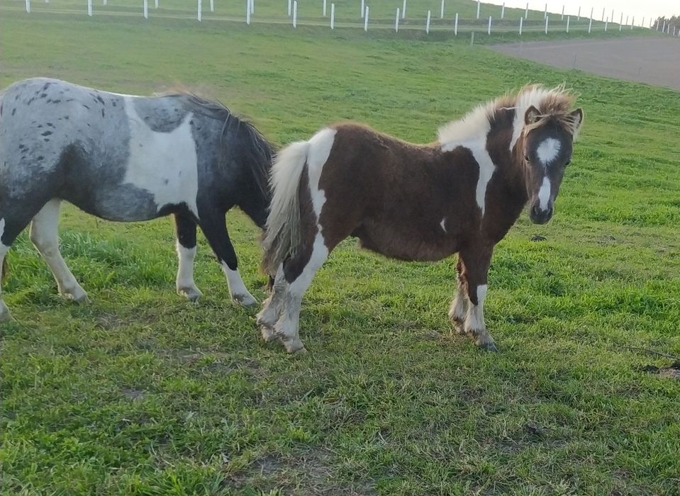 Kucyki Szetlandy młodzież